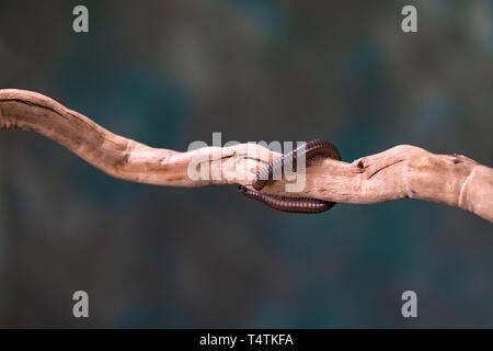 Tausendfüßler (diplopoda) auf Holz- zweig: Detailansicht mit selektive Fokus Stockfoto