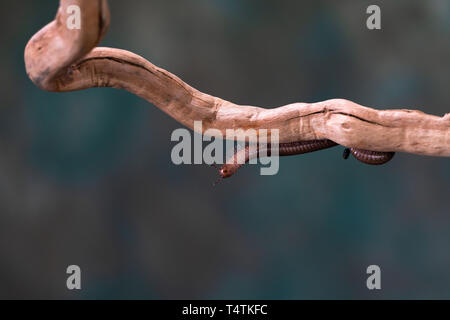 Tausendfüßler (diplopoda) auf Holz- zweig: Detailansicht mit selektive Fokus Stockfoto