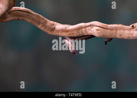 Tausendfüßler (diplopoda) auf Holz- zweig: Detailansicht mit selektive Fokus Stockfoto