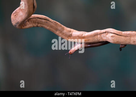 Tausendfüßler (diplopoda) auf Holz- zweig: Detailansicht mit selektive Fokus Stockfoto