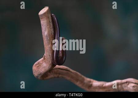 Tausendfüßler (diplopoda) auf Holz- zweig: Detailansicht mit selektive Fokus Stockfoto