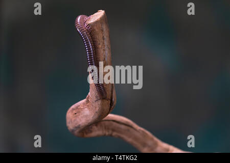 Tausendfüßler (diplopoda) auf Holz- zweig: Detailansicht mit selektive Fokus Stockfoto