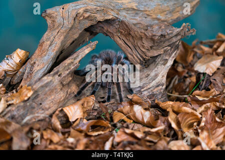 Chilenische Haar rose Tarantula (Grammostola rosea) - closeup mit selektiven Fokus Stockfoto