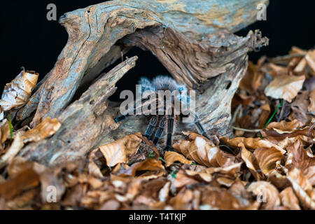 Chilenische Haar rose Tarantula (Grammostola rosea) - closeup mit selektiven Fokus Stockfoto