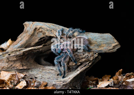 Chilenische Haar rose Tarantula (Grammostola rosea) - closeup mit selektiven Fokus Stockfoto