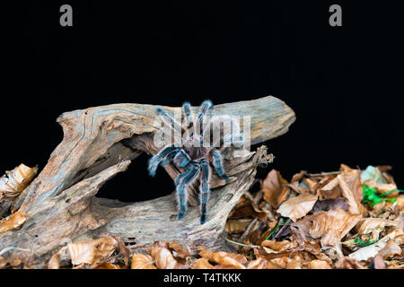 Chilenische Haar rose Tarantula (Grammostola rosea) - closeup mit selektiven Fokus Stockfoto