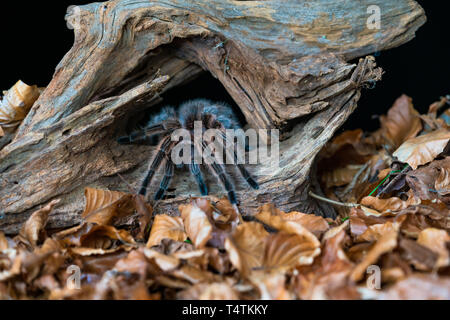 Chilenische Haar rose Tarantula (Grammostola rosea) - closeup mit selektiven Fokus Stockfoto