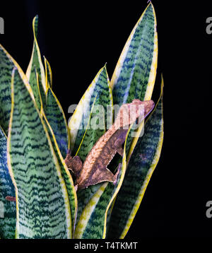 Crested Gecko (Correlophus ciliatu) sitzt auf einer Anlage: Detailansicht mit selektiven Fokus Stockfoto