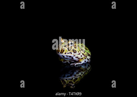 Argentinische horned Frog (Ceratophrys ornata) mit Reflexion auf Schwarz backgrond: Detailansicht mit selektiven Fokus Stockfoto