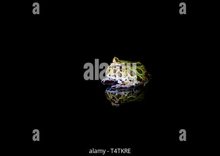 Argentinische horned Frog (Ceratophrys ornata) mit Reflexion auf Schwarz backgrond: Detailansicht mit selektiven Fokus Stockfoto