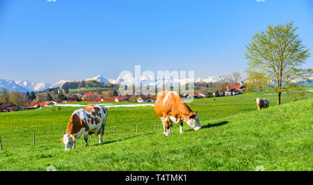 Gefleckte Rinder auf Frische und saftige Wiese in bayerische Landschaft. Stockfoto