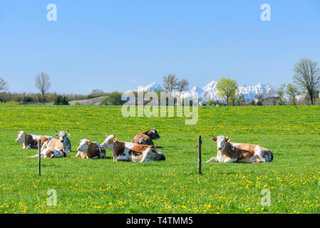 Gefleckte Rinder auf Frische und saftige Wiese in bayerische Landschaft. Stockfoto