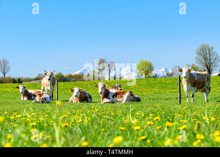 Gefleckte Rinder auf Frische und saftige Wiese in bayerische Landschaft. Stockfoto