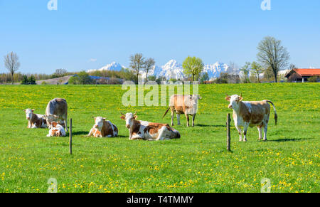 Gefleckte Rinder auf Frische und saftige Wiese in bayerische Landschaft. Stockfoto