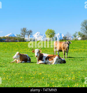 Gefleckte Rinder auf Frische und saftige Wiese in bayerische Landschaft. Stockfoto