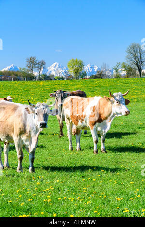 Gefleckte Rinder auf Frische und saftige Wiese in bayerische Landschaft. Stockfoto