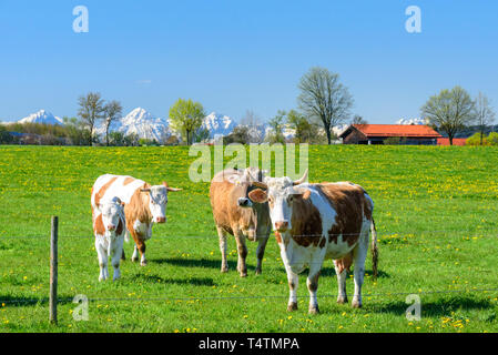 Gefleckte Rinder auf Frische und saftige Wiese in bayerische Landschaft. Stockfoto