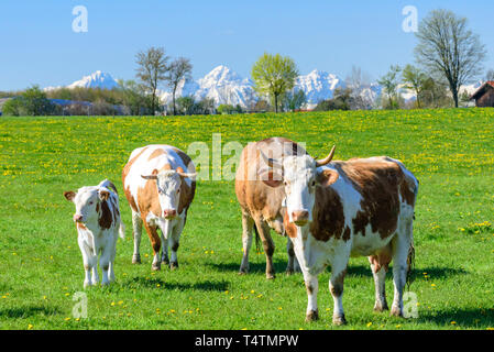 Gefleckte Rinder auf Frische und saftige Wiese in bayerische Landschaft. Stockfoto