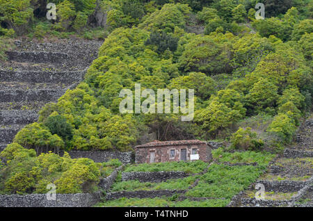 Die traditionellen Weinberge an den Hängen des Sao Lourenco's Bay, im Osten die Küste von Santa Maria, Azoren Stockfoto