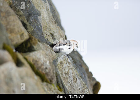 Schneeammer auf Ben Nevis, thront auf den Steinen der Notunterkünfte Stockfoto