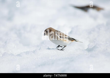 Schneeammer auf Ben Nevis, eine arktische Vogel sie auf Berggipfeln in Schottland vorhanden Stockfoto