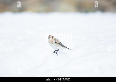 Schneeammer auf Ben Nevis, eine arktische Vogel sie auf Berggipfeln in Schottland vorhanden Stockfoto