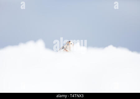 Schneeammer auf Ben Nevis, eine arktische Vogel sie auf Berggipfeln in Schottland vorhanden Stockfoto