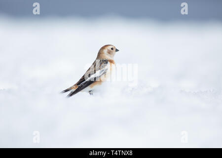 Schneeammer auf Ben Nevis, eine arktische Vogel sie auf Berggipfeln in Schottland vorhanden Stockfoto