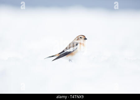 Schneeammer auf Ben Nevis, eine arktische Vogel sie auf Berggipfeln in Schottland vorhanden Stockfoto