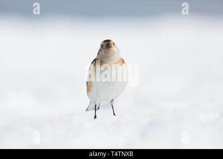 Schneeammer auf Ben Nevis, eine arktische Vogel sie auf Berggipfeln in Schottland vorhanden Stockfoto