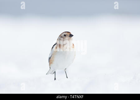 Schneeammer auf Ben Nevis, eine arktische Vogel sie auf Berggipfeln in Schottland vorhanden Stockfoto