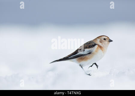 Schneeammer auf Ben Nevis, eine arktische Vogel sie auf Berggipfeln in Schottland vorhanden Stockfoto