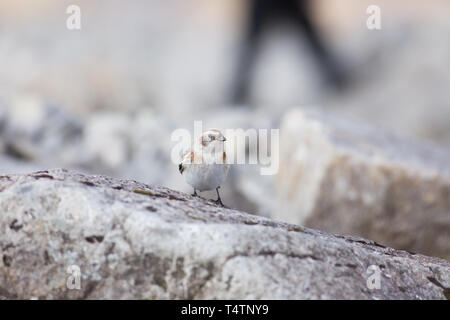 Schneeammer auf Ben Nevis, einem Hügel Walker läuft im Hintergrund auf dem Höhenweg. Stockfoto