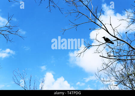 Krähe saß auf Äste gegen den Himmel. Stockfoto