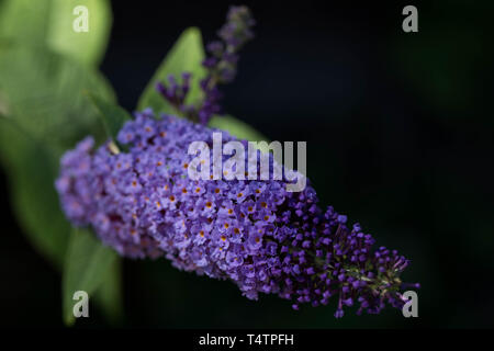 Sommerflieder Blume, Crawley, West Sussex Stockfoto