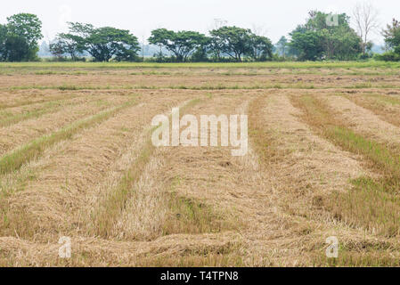 Trockenes Stroh in der Reisfelder nach der Ernte Zeit im Norden von Thailand. Stockfoto