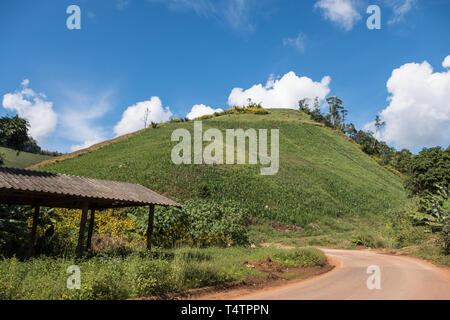 Bio mais Garten am Hang Hügel der Landschaft Gärtner, die in der Nähe der lokalen Straße suchen, im Norden von Thailand. Stockfoto