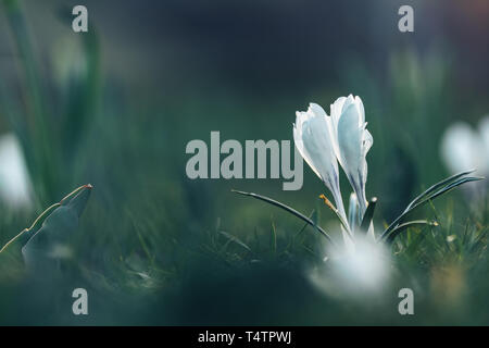 Boten des Frühlings. Weiße Krokusse im sonnigen Hintergrundbeleuchtung bei Sonnenuntergang im Stadtpark. Crocus wachsenden außerhalb auf Boden Bett, beleuchtet mit Sonnenlicht von hinten, Stockfoto