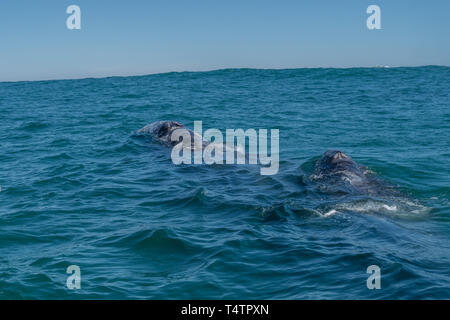 Grauwale (Eschrichtius robustus) Mutter und Kalb auf der Oberfläche vor der Küste von Baja California, Mexiko. Stockfoto