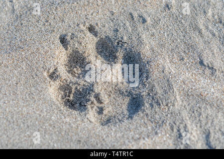 Kojote (canis Yogiebeer) Spuren im Sand am Strand in Baja California, Mexiko. Stockfoto
