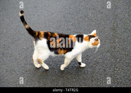 Tabby Katze Stockfoto