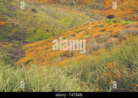 Landschaft im Walker Canyon während des superbloom in Kalifornien. Der Mohn in den Bergtälern und Bergrücken Stockfoto