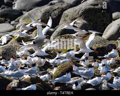 Elegante Seeschwalben, Thalasseus elegans, massing an ihren Nistplatz auf der Isla Rasa, Meer von Cortez, Baja, Mexiko Stockfoto