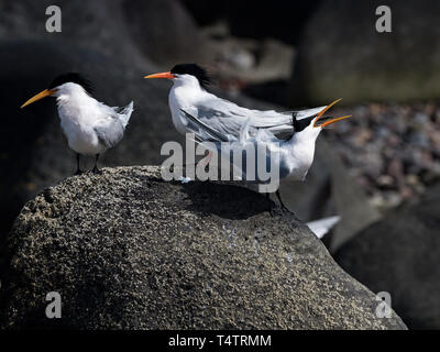 Elegante Seeschwalben, Thalasseus elegans, massing an ihren Nistplatz auf der Isla Rasa, Meer von Cortez, Baja, Mexiko Stockfoto