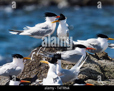 Elegante Seeschwalben, Thalasseus elegans, massing an ihren Nistplatz auf der Isla Rasa, Meer von Cortez, Baja, Mexiko Stockfoto