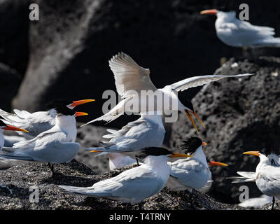 Elegante Seeschwalben, Thalasseus elegans, massing an ihren Nistplatz auf der Isla Rasa, Meer von Cortez, Baja, Mexiko Stockfoto