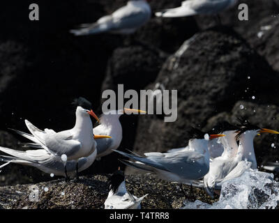 Elegante Seeschwalben, Thalasseus elegans, massing an ihren Nistplatz auf der Isla Rasa, Meer von Cortez, Baja, Mexiko Stockfoto