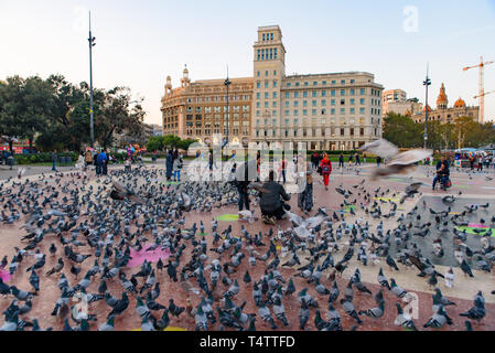 Tauben auf Katalonienviertel entfernt (Plaça de Catalunya) im Zentrum von Barcelona, Spanien Stockfoto