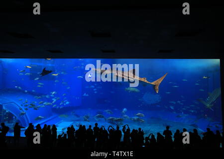 Die nicht identifizierten Touristen nehmen Foto mit den Walhaien vor kuroshio Sea tank in Okinawa Churaumi Aquarium Stockfoto