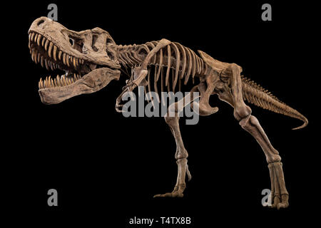 Tyrannosaurus Rex Skelett auf isolierten Hintergrund. Embedded Beschneidungspfade. Stockfoto